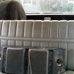 1981_buffalo-in-seats